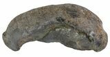 Fossil Whale Ear Bone - Miocene #63524-1